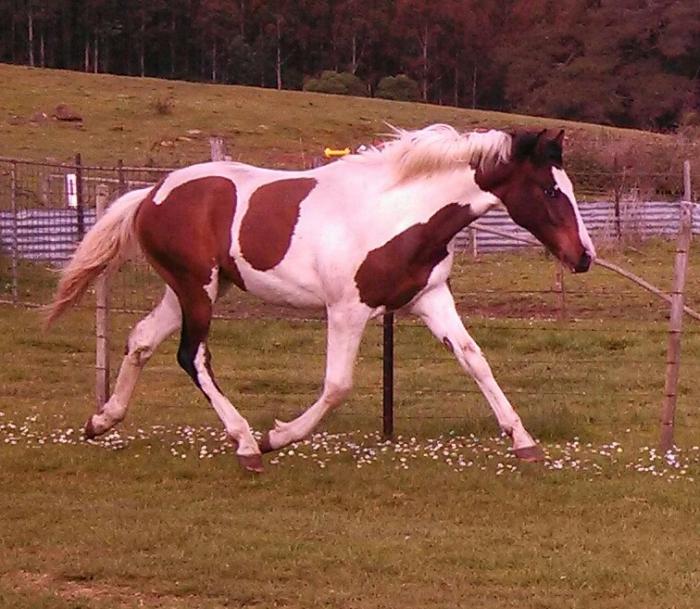 Spanish / Andalusian Horses For Sale Spanish / Andalusian Horse