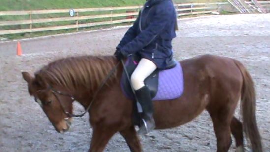 Pony For Sale - Pony Horse » Horsezone - Page 2