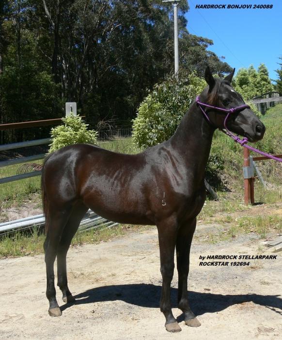 Australian Stock Horses For Sale Page 1