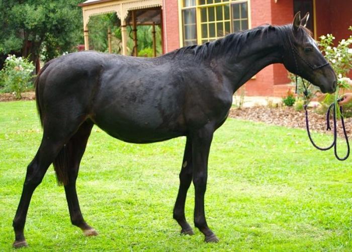 Yearling Welsh Cob x Thoroughbred