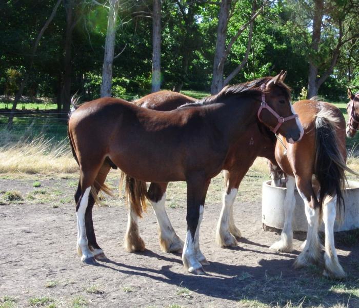 Clydesdale Cross Gelding "Buckley"