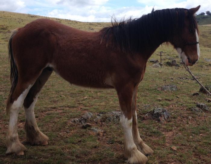 Clydesdale Horses For Sale Clydesdale Horse » Horsezone Page 1