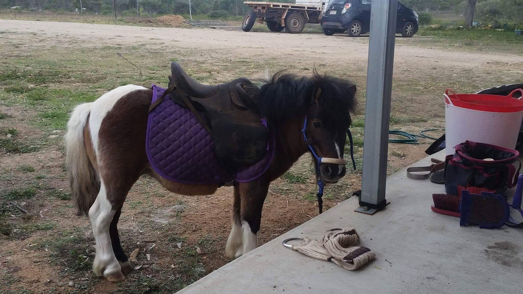 Miniature Ponies For Sale Miniature Ponies » Horsezone Page 1