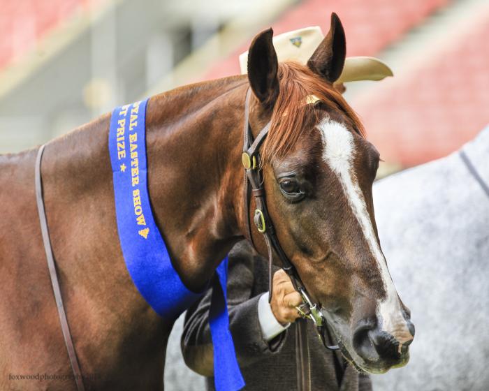 Australian Stock Horses For Sale Page 3