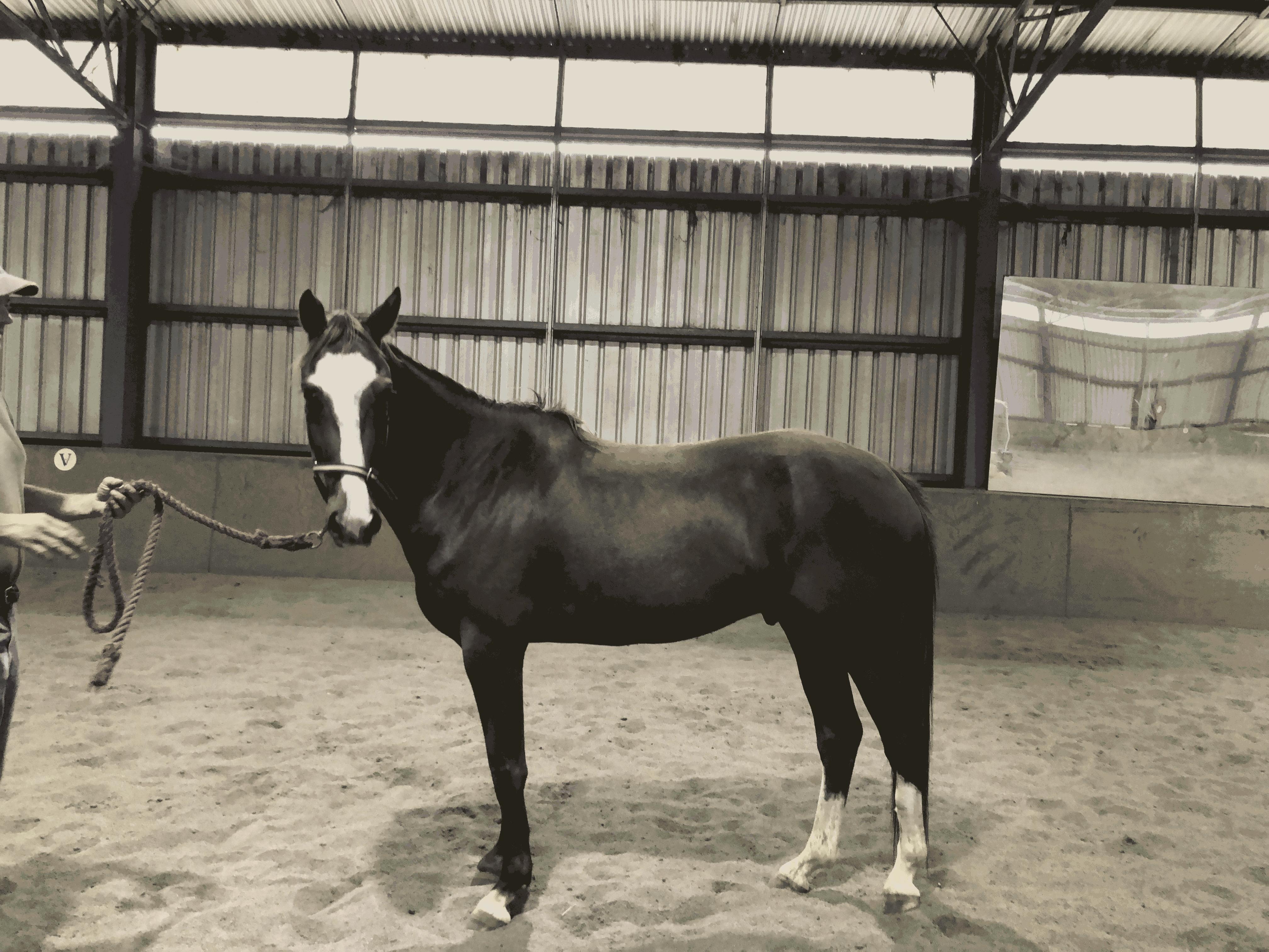 Paint Horses For Sale Paint Horse » Horsezone Page 1