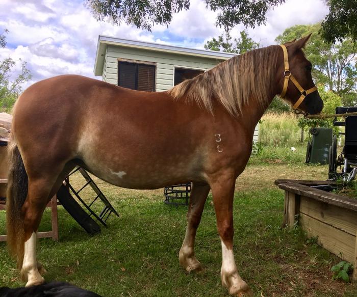 Welsh Ponies For Sale Welsh Horse » Horsezone Page 1