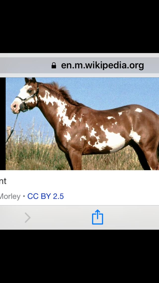 Paint Horses For Sale Paint Horse » Horsezone Page 1
