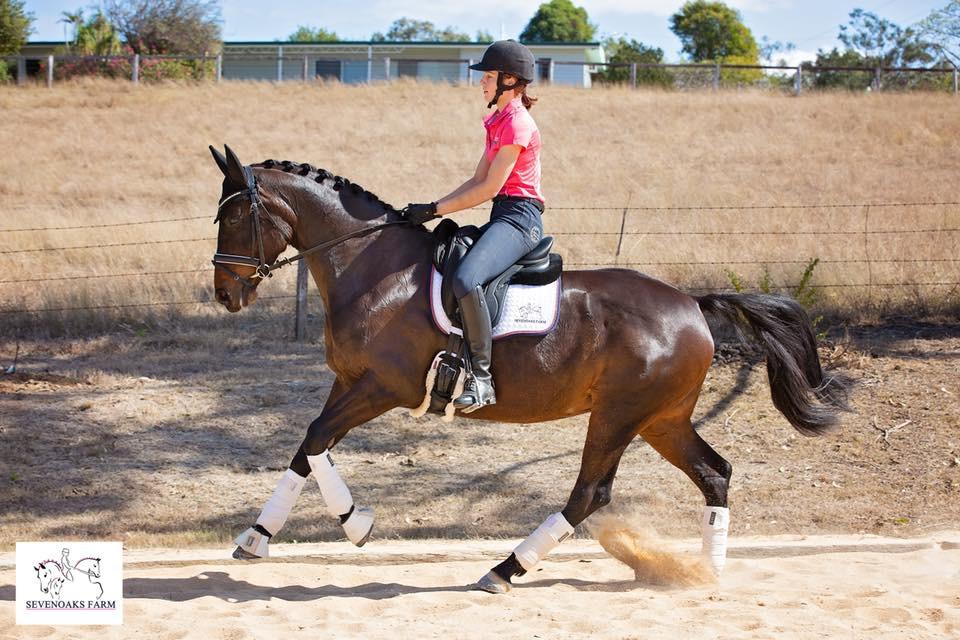 Horses for sale & equine products, stallions, equine news & gallery on