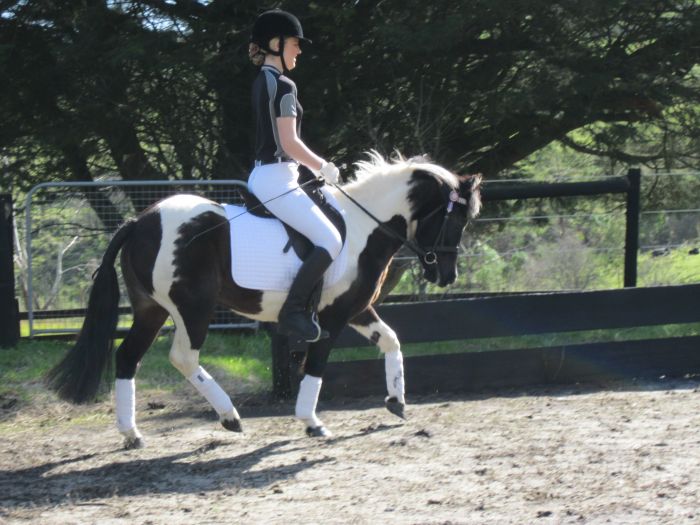 Pinto Childs Pony 12.2hh Pony Horsezone