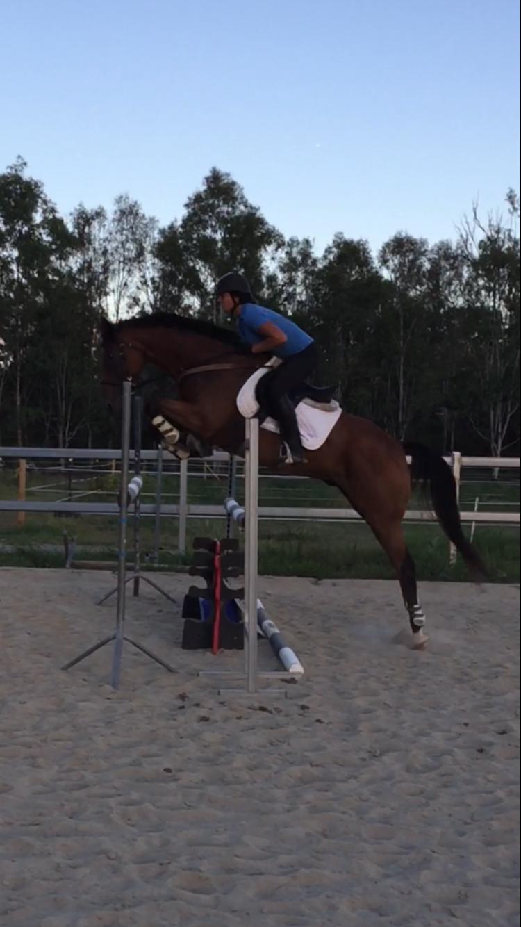 Horses for sale & equine products, stallions, equine news & gallery on