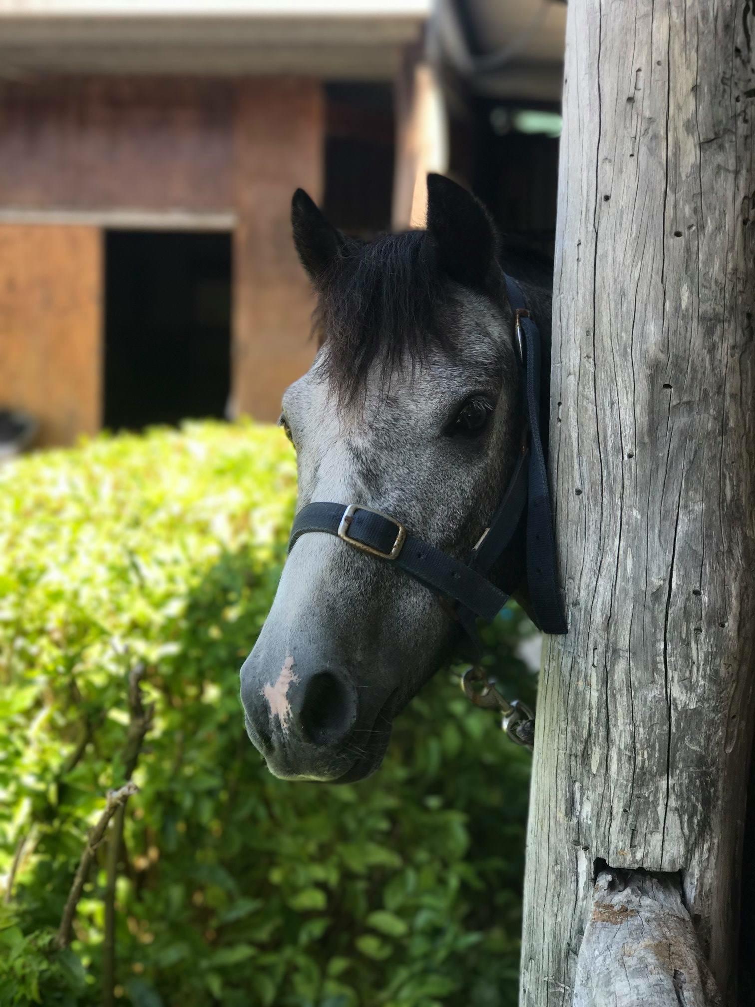 Welsh Ponies For Sale Welsh Horse » Horsezone Page 1