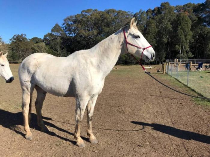 Australian Stock Horses For Sale Page 1