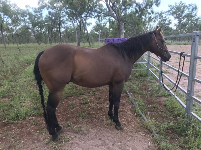 Quarter Horses For Sale Quarter horse Horse » Horsezone Page 1