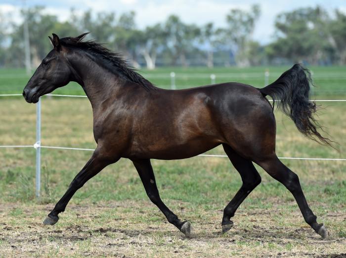 Australian Stock Horses For Sale Page 1