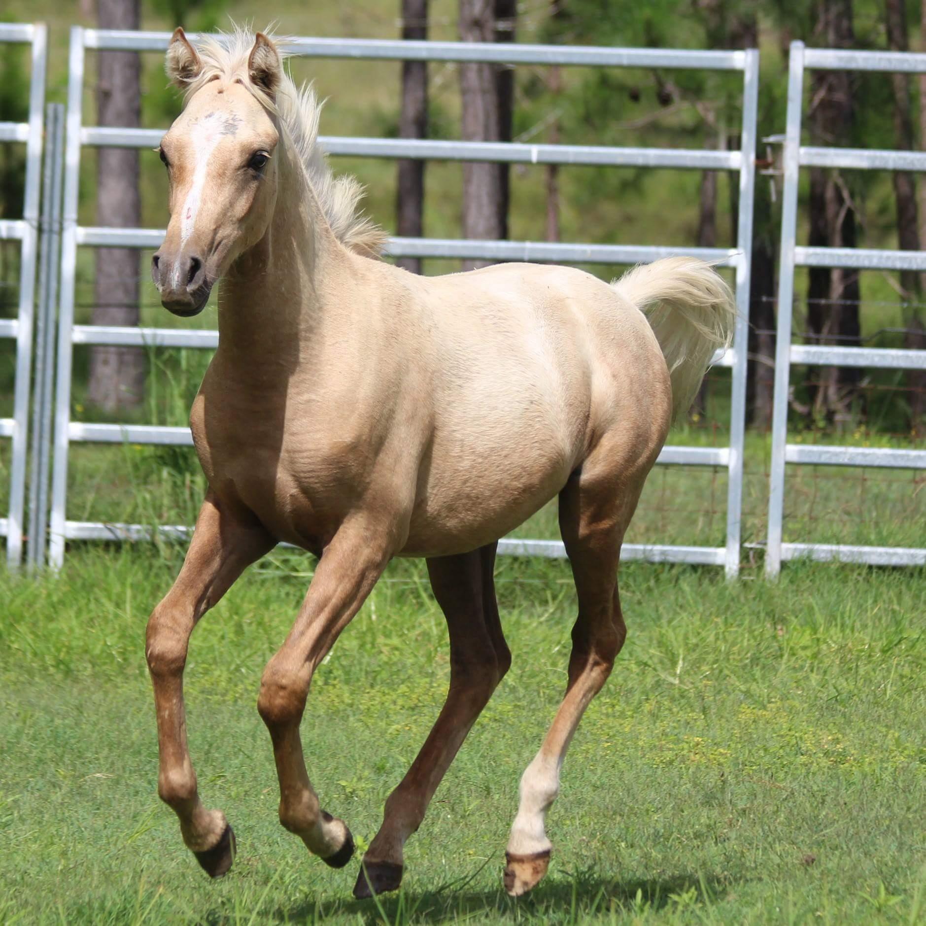Arabian Horses For Sale Arabian Horse » Horsezone Page 1