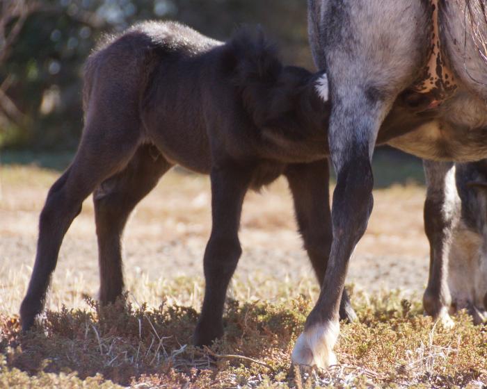 Palouse Horses For Sale Palouse Horse » Horsezone Page 1