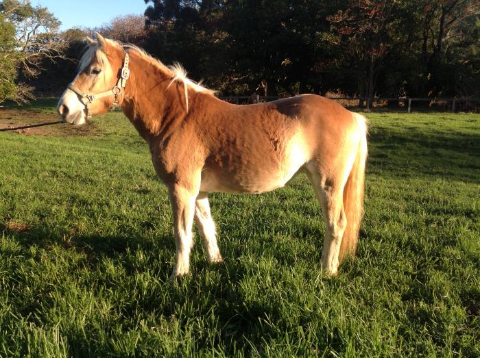 Haflinger Horses For Sale Haflinger Horse » Horsezone