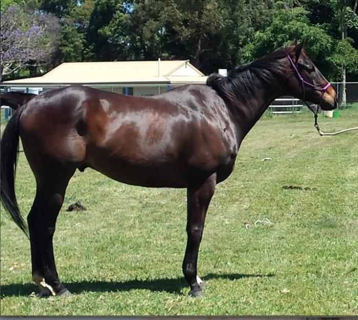 Thoroughbred Horses For Sale Thoroughbred Horse » Horsezone Page 2