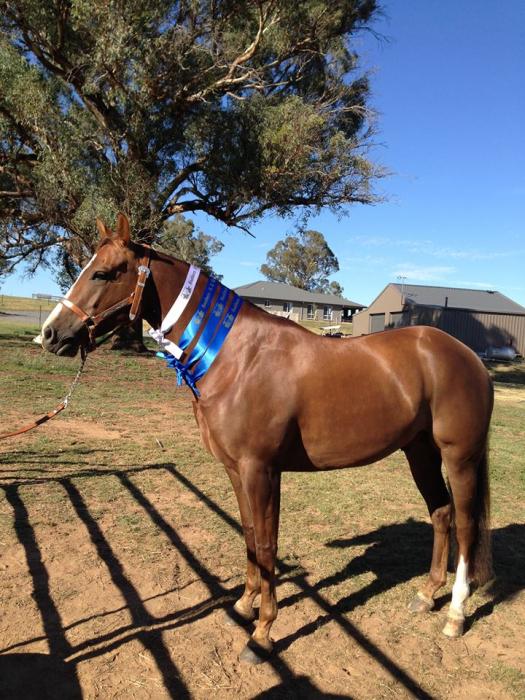 Quarter Horses For Sale Quarter horse Horse » Horsezone Page 1