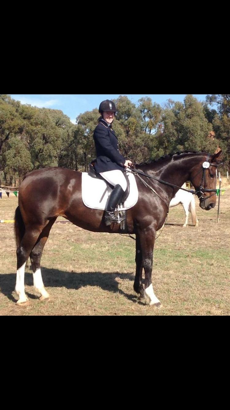 Clydesdale Horses For Sale Clydesdale Horse » Horsezone Page 1