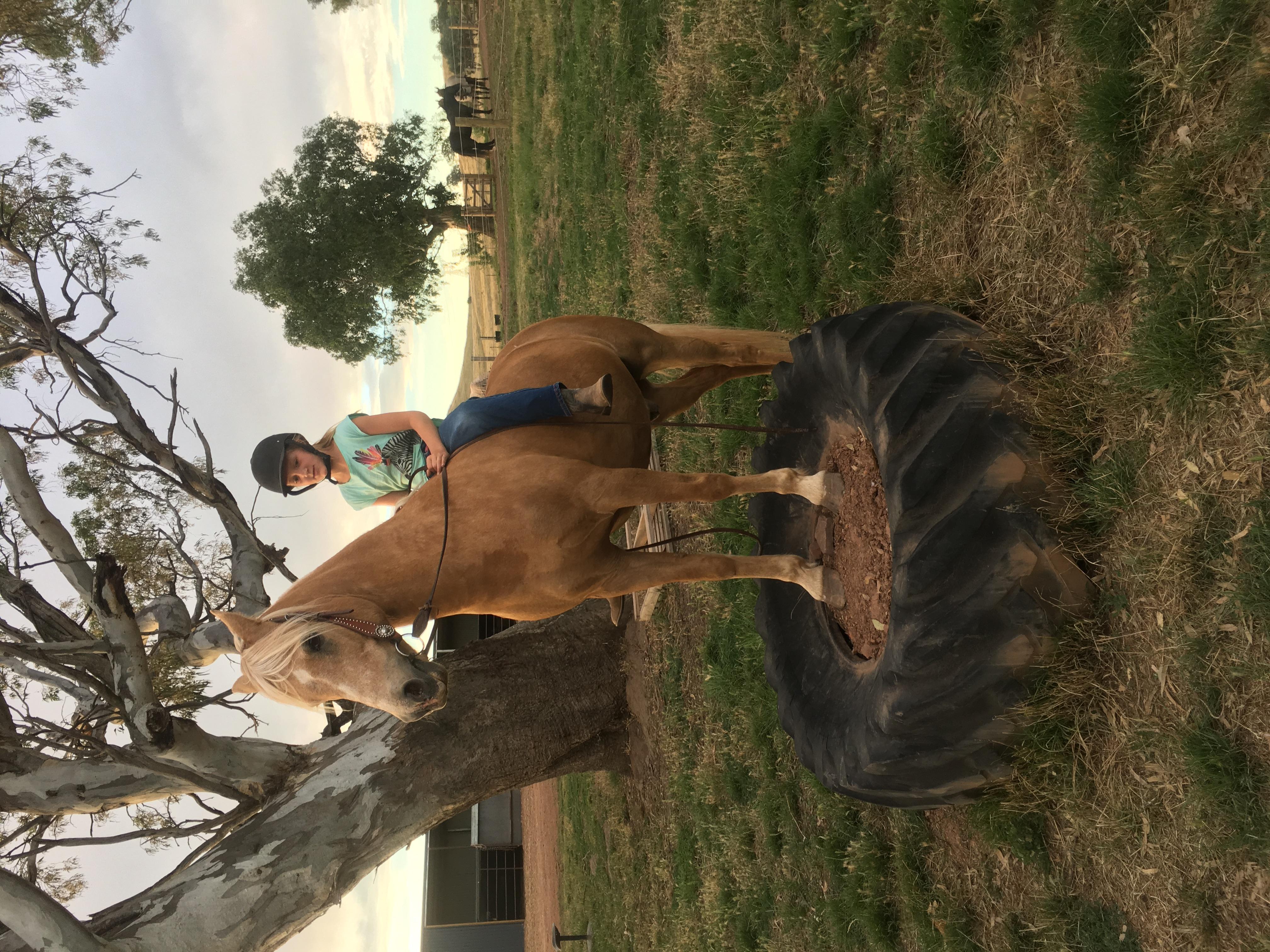 Palomino Horses For Sale Palomino Horse » Horsezone Page 1