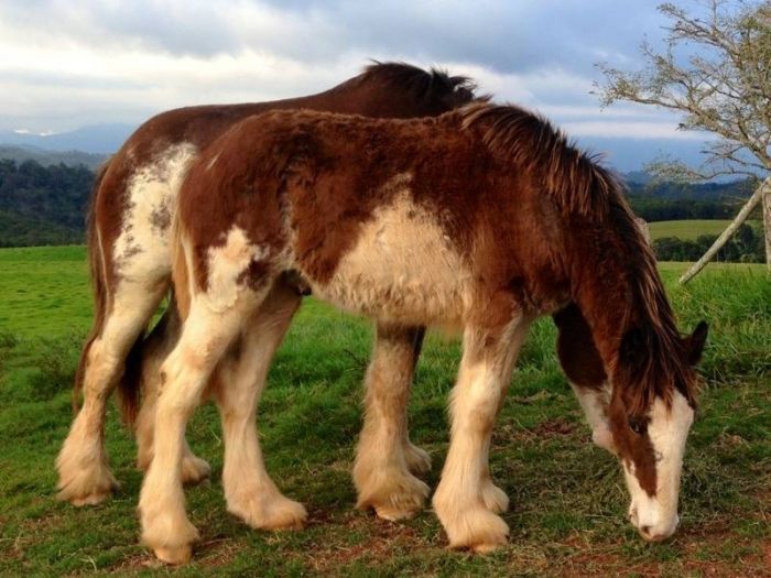 Clydesdale Horses For Sale Clydesdale Horse » Horsezone Page 2