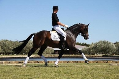 Bella Rio Stallion Sydney CDI Reflections
