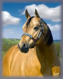 Stallion of the Moment: Kids Classic Fella