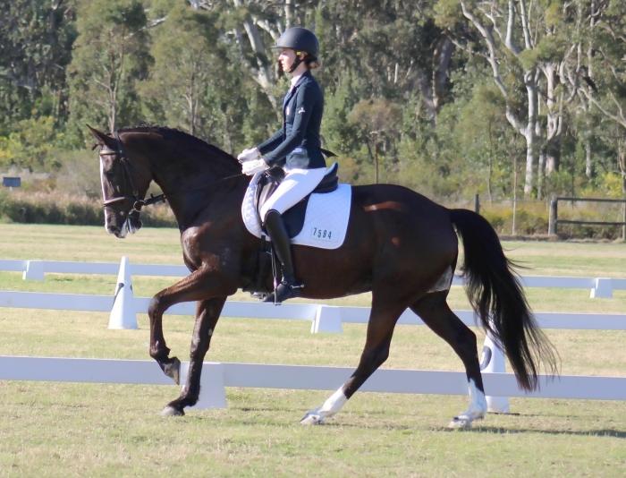 Talented Allrounder Mare