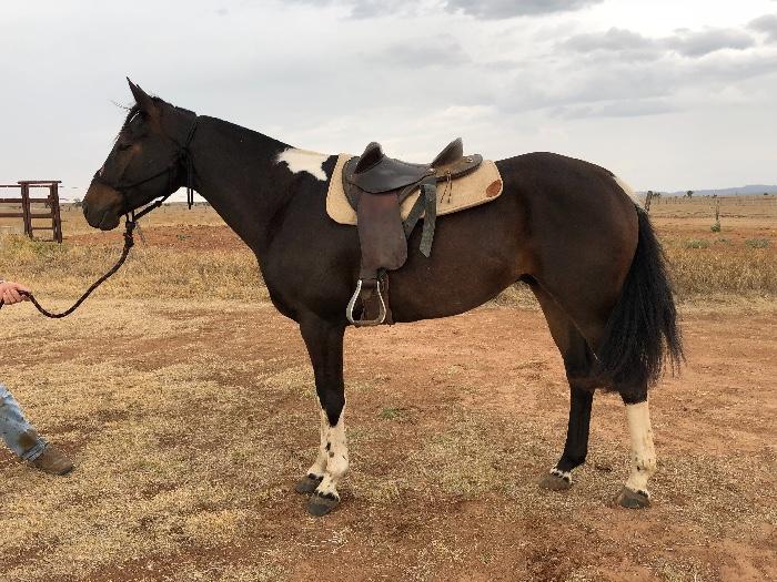 Paint Horses For Sale Paint Horse » Horsezone