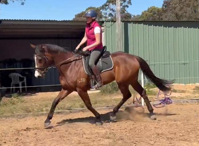 Stunning quiet ott gelding