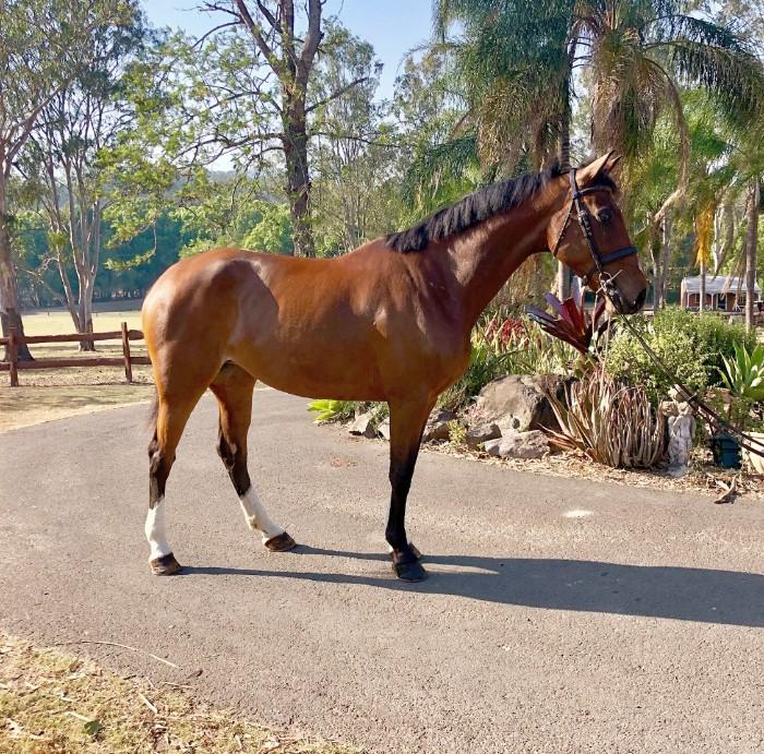 Talented young Jumping/ Eventing mare 