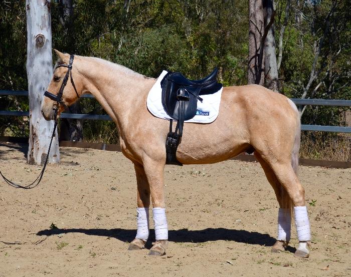 Palomino Horses For Sale Palomino Horse » Horsezone