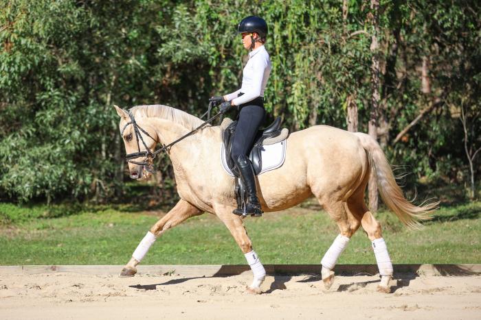 Quiet Palomino Dressage/Show ASH Gelding