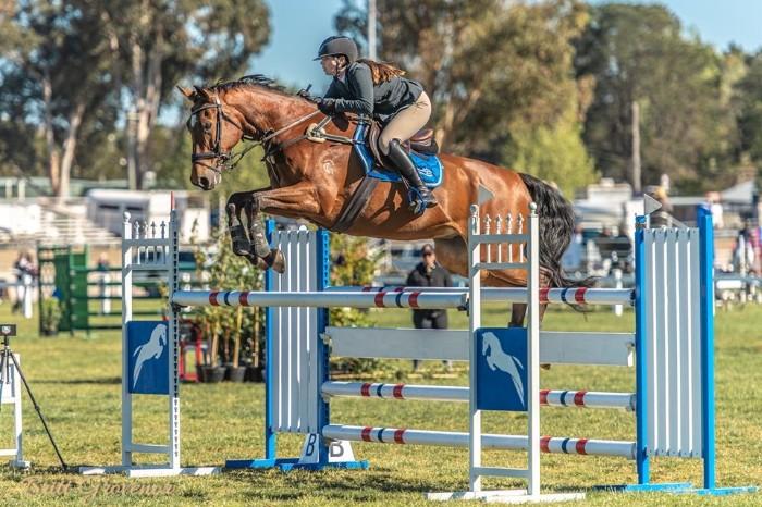 For Sale - Quality Showjumper