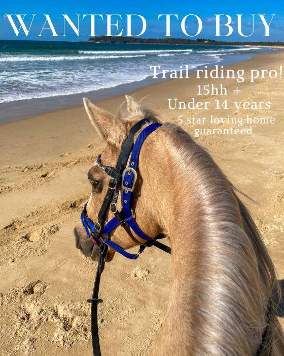 Wanted - Coloured Mare or Gelding for Trail Riding