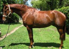 Escudo 1 mare in foal to Contenda