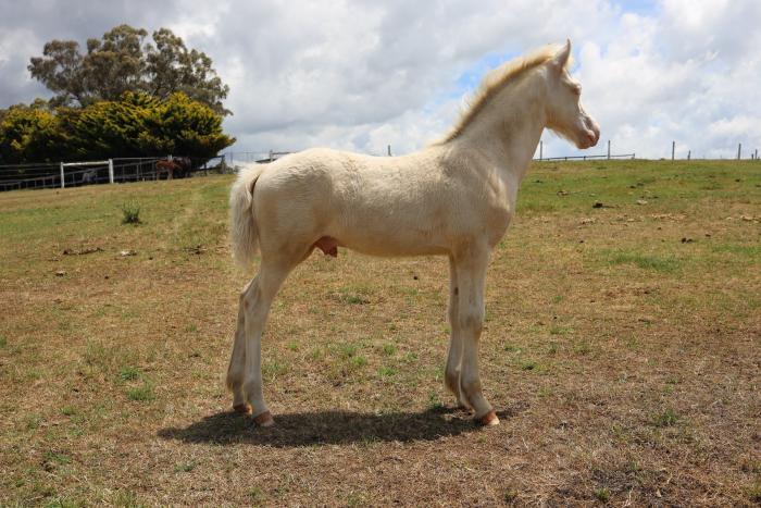 Welsh D Colt