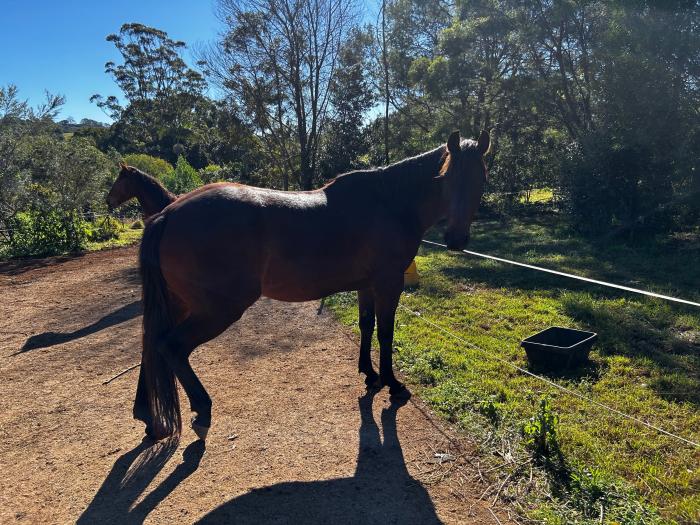 Companion gelding