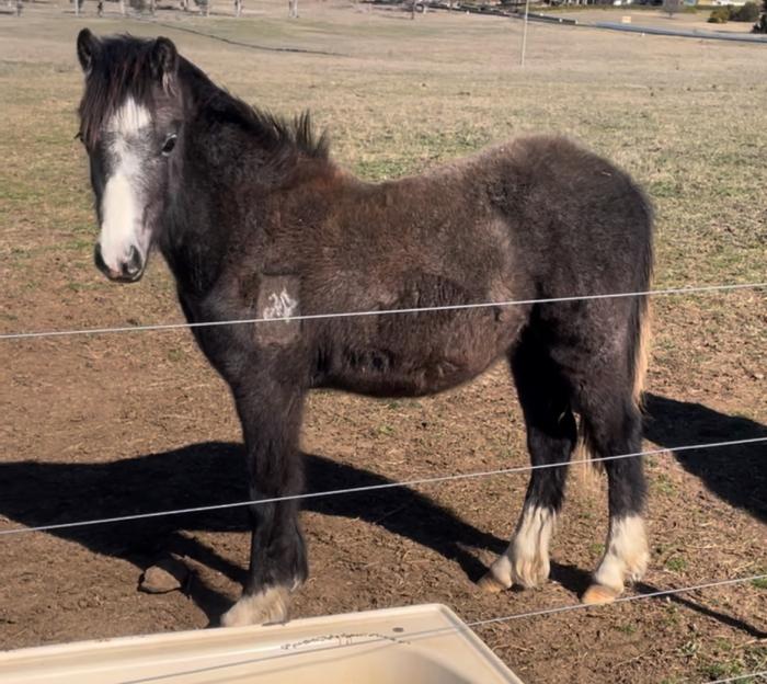 Registered Welsh A Gelding