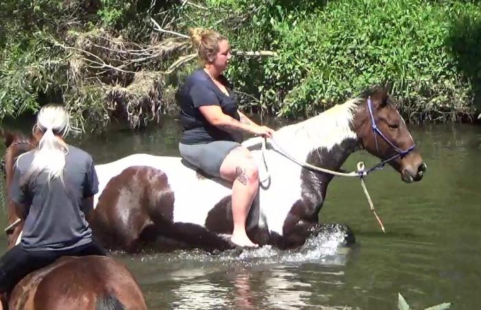 SWEET PAINT STANDY GELDING