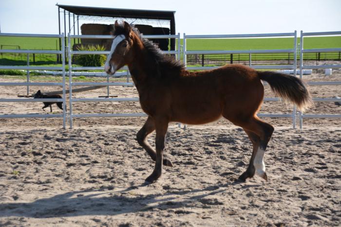 Irish Sport Horse