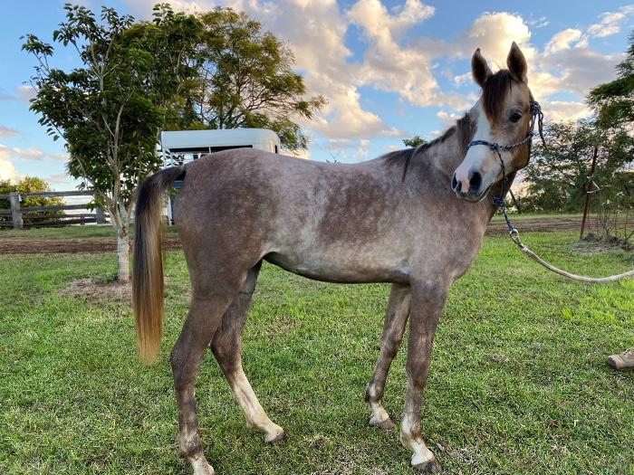 Arabian Horses For Sale Arabian Horse » Horsezone