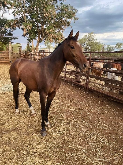 Australian Stock Horses For Sale