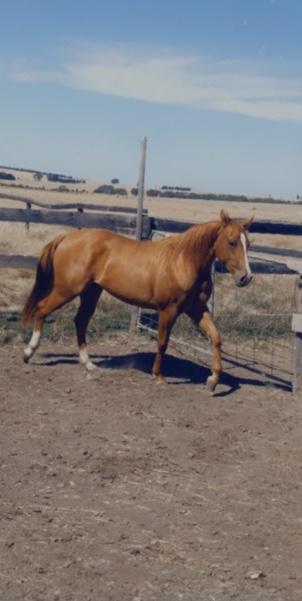 Gil Park shes a Lady quarter horse mare