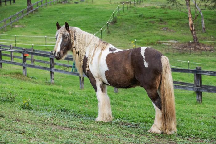 Gypsy Cob