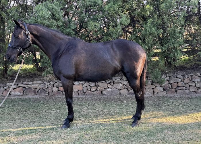 Warmblood Broodmare