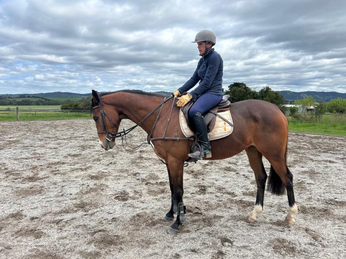 15.2 TB Gelding by 'Raise the Flag'