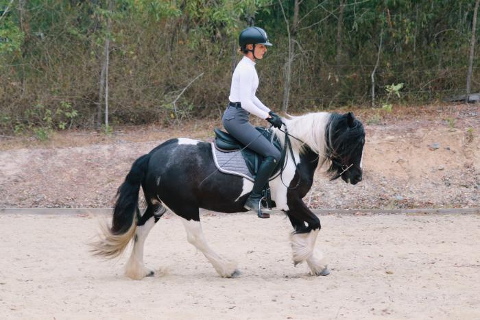 Gorgeous Piebald Gypsy Cob Mare