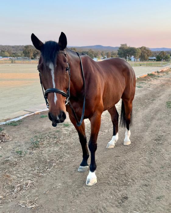 Arnie WB x TB gelding